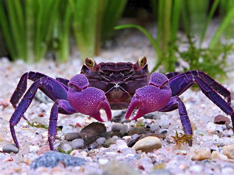 vampire crab tsuki|Vampire Crab Care: Complete Guide for Beginners.